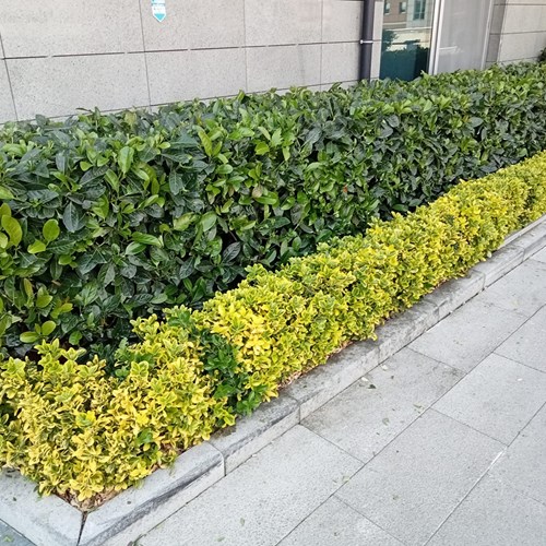Projeler